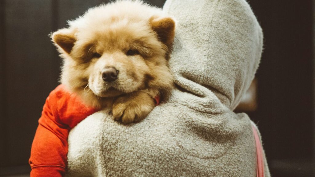 Chow Chow
