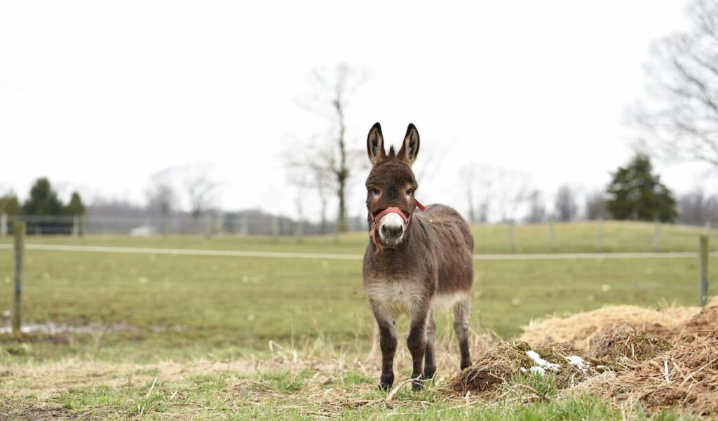 Donkey with red halter in a field