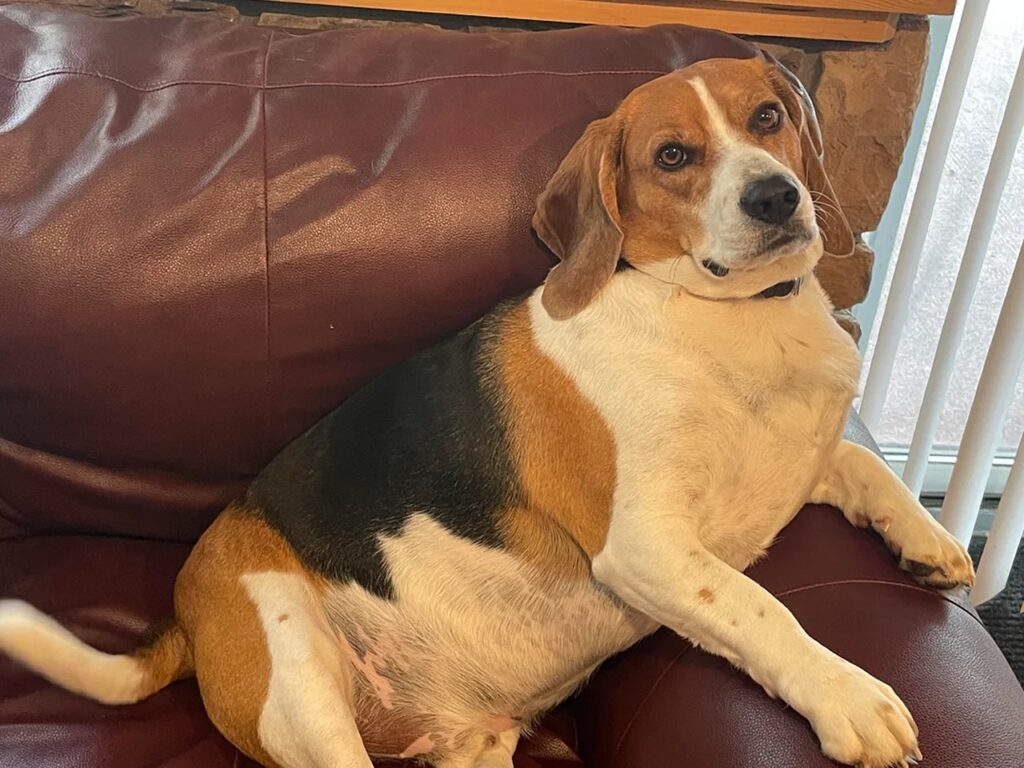 Fat Beagle
