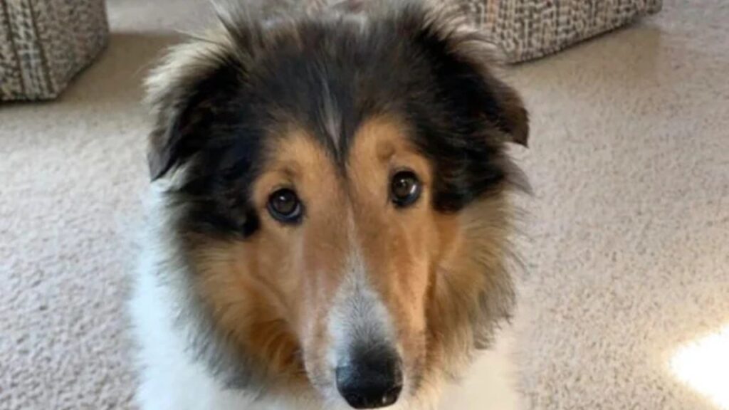 Shetland Sheepdog