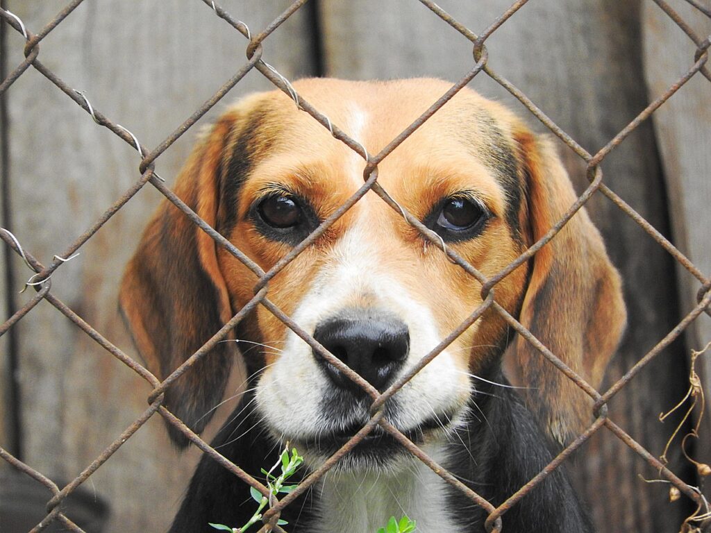 Beagle