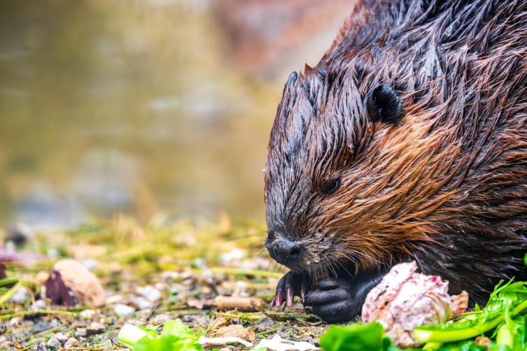 beaver