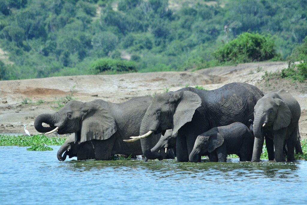 Elephants