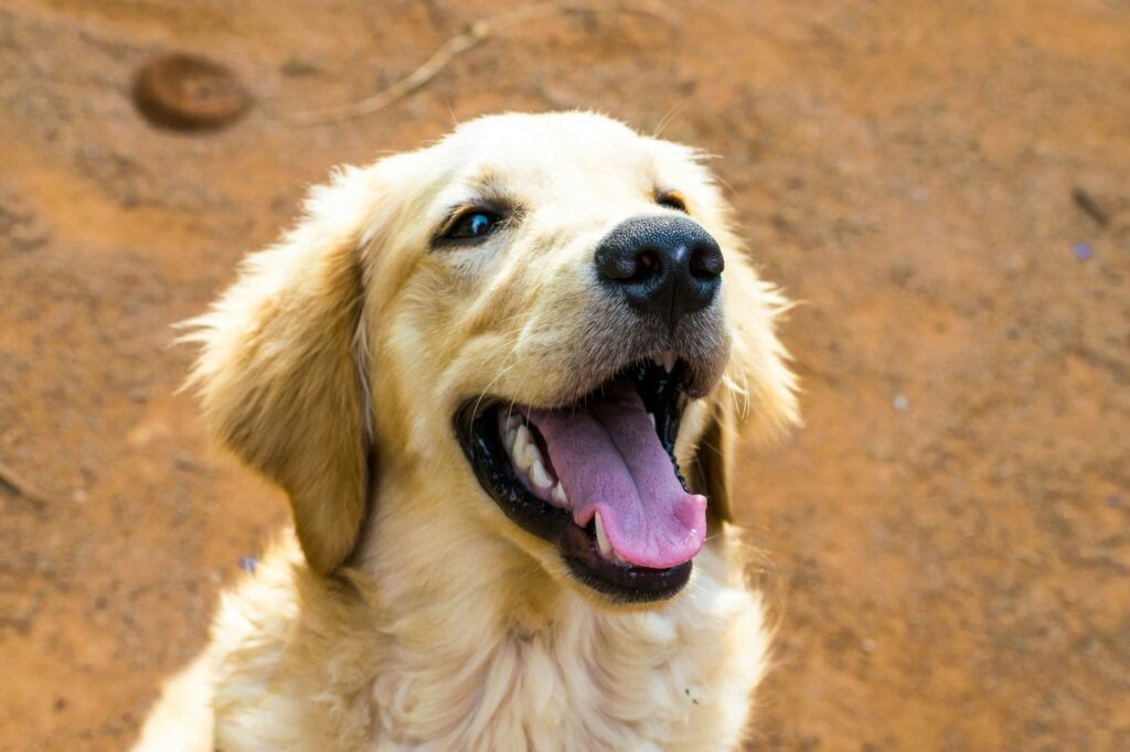 Golden Retriever