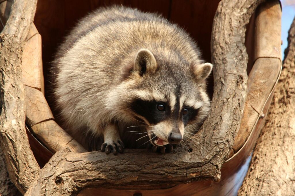 Vocal Raccoon