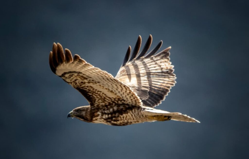 Hawk flying with backlit feathers