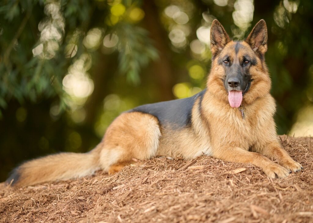German Shepherd Dog