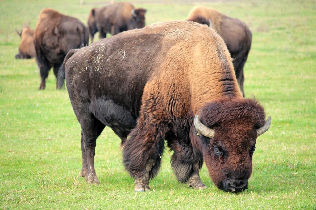 bison