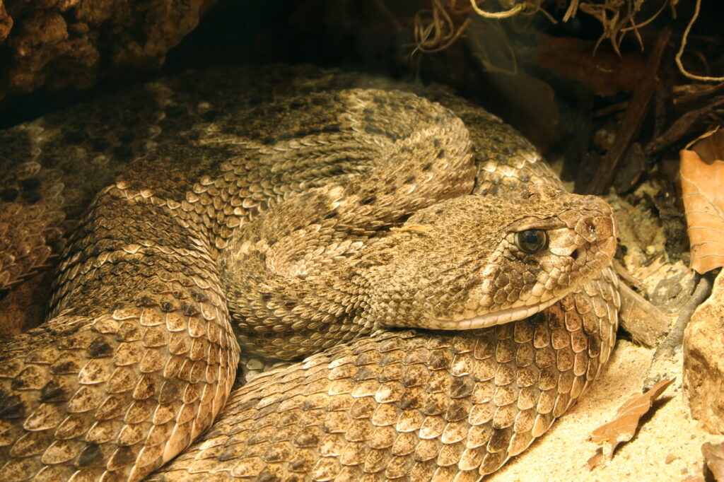 western diamondback rattlesnake