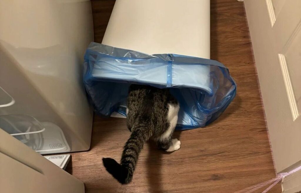Cat with its head inside a trash bin.