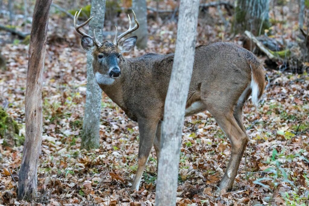 White Tailed Deer