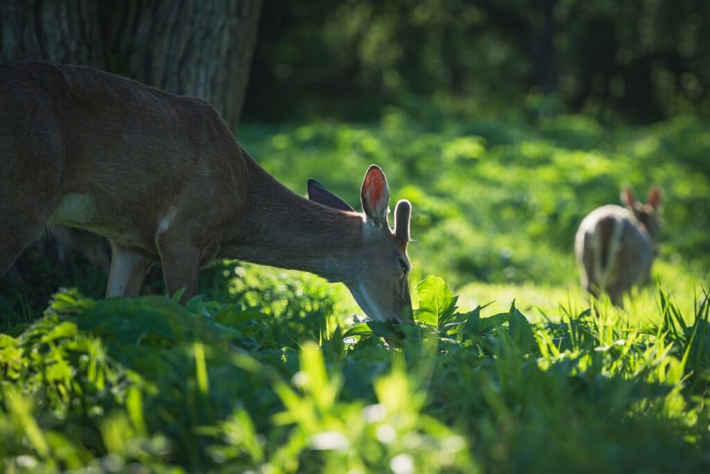 White Tailed Deer