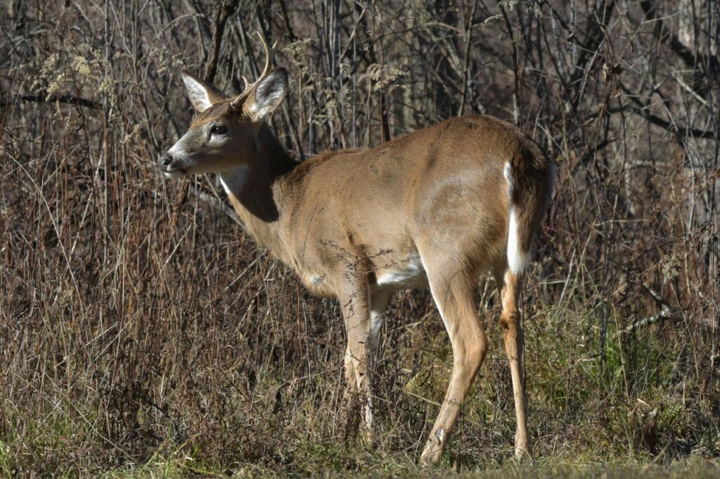 White Tailed Deer