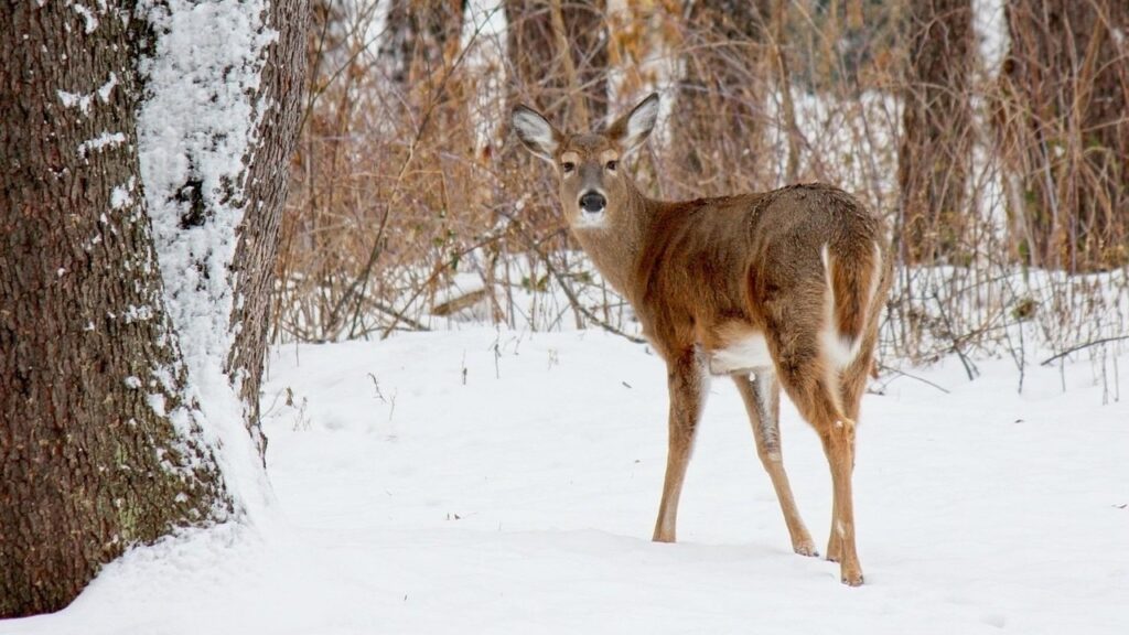 White Tailed Deer