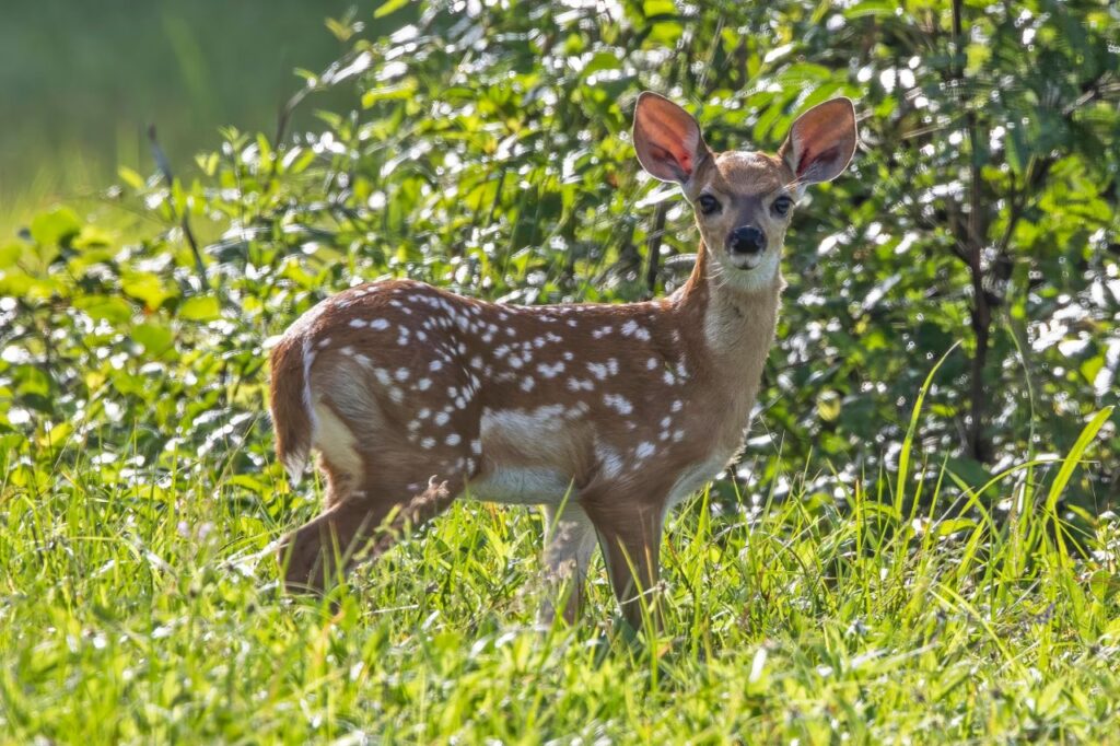 White Tailed Deer staring