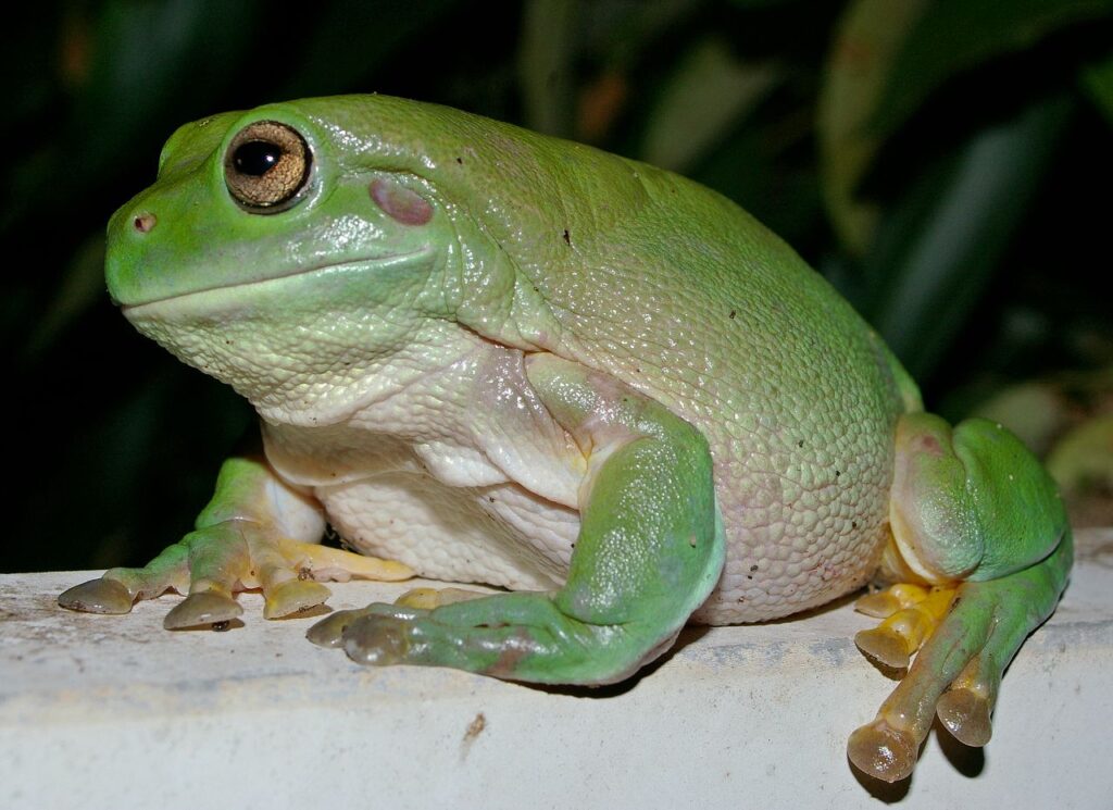 White Tree Frog