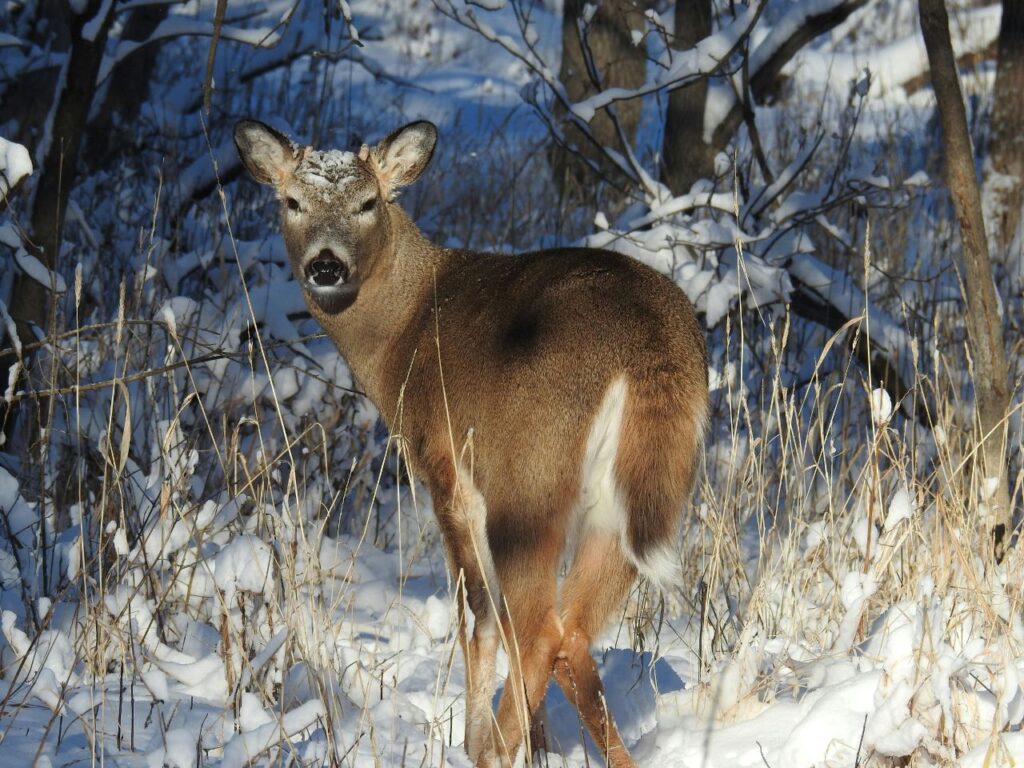 White tailed Deer
