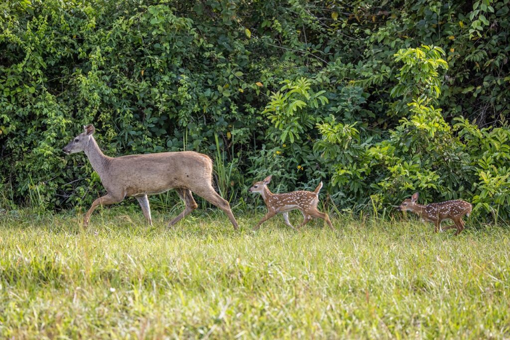 White-tailed Deer
