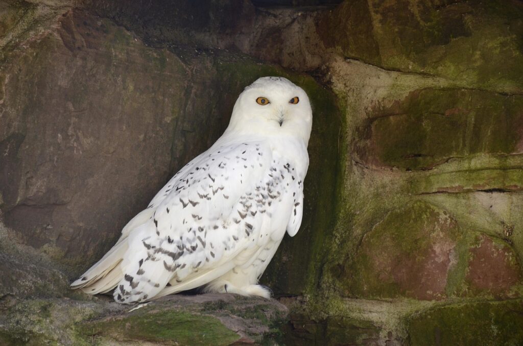 Snowy Owl