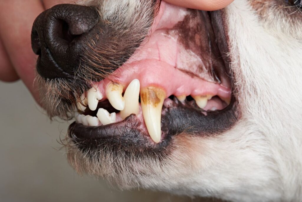 Dog Pale gums and teeth