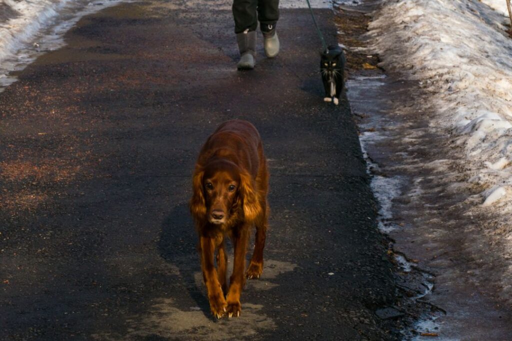 Dog Mirroring Your Emotions
