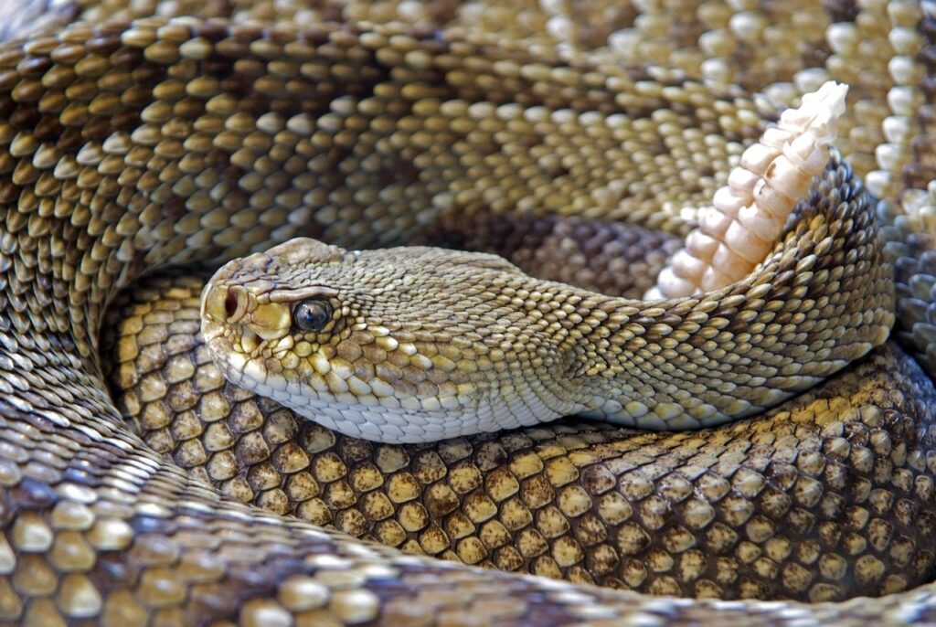 mexican-west-coast-rattlesnake-751722_1280