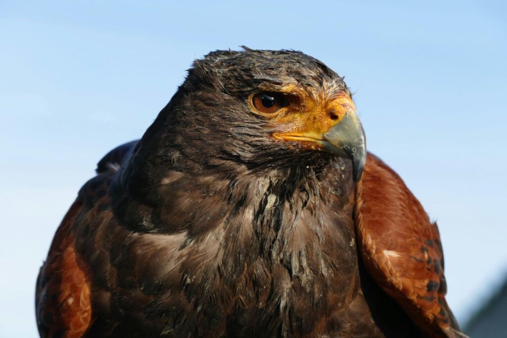 Hawk