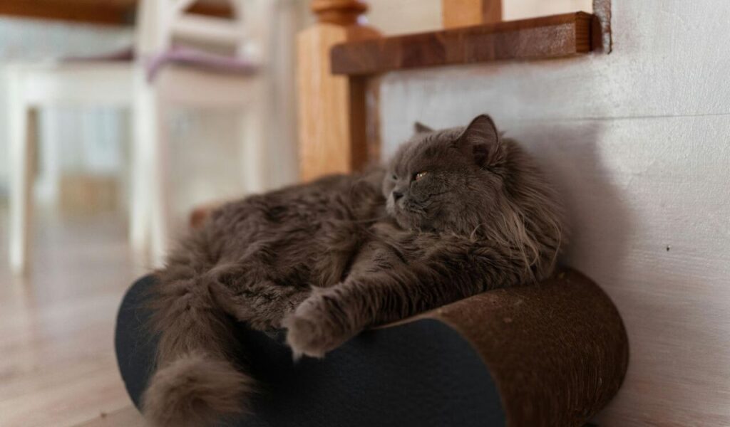Fluffy gray cat lounging on a scratcher