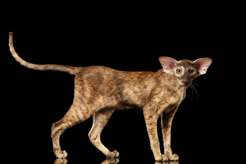 Oriental Shorthair 