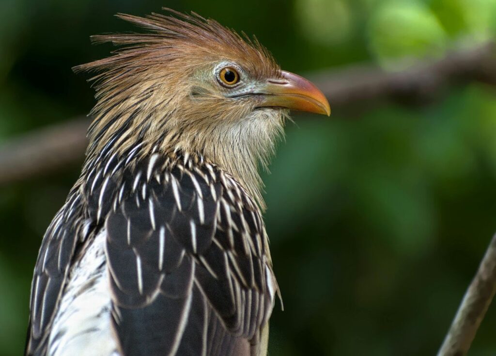 Cuckoo