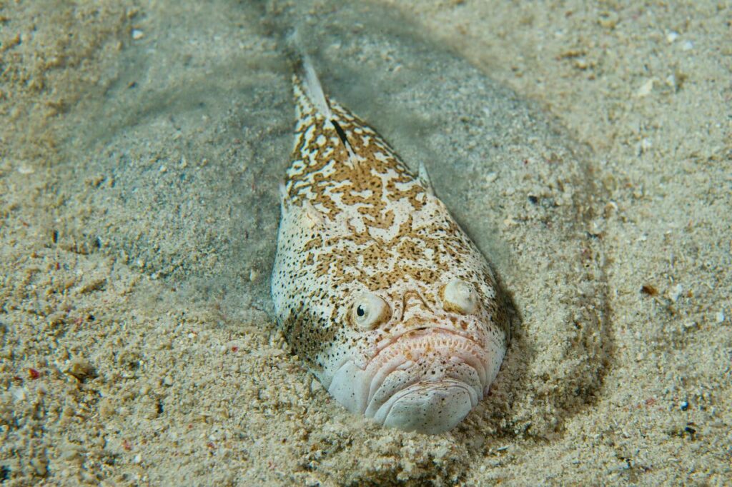 Stargazer Fish