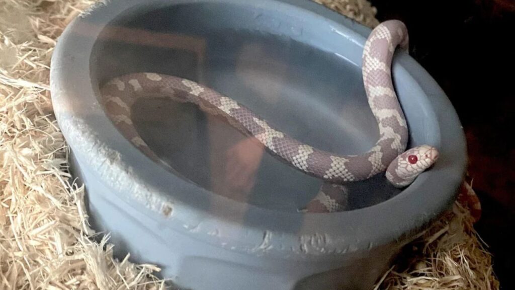 Snake water Bowl