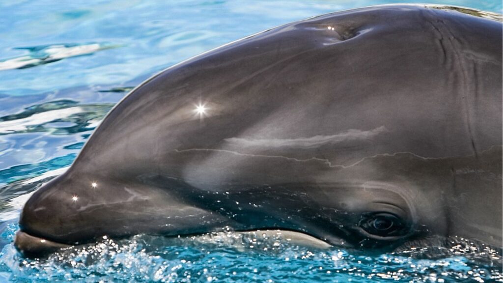 wolphin female "Kawili Kai"