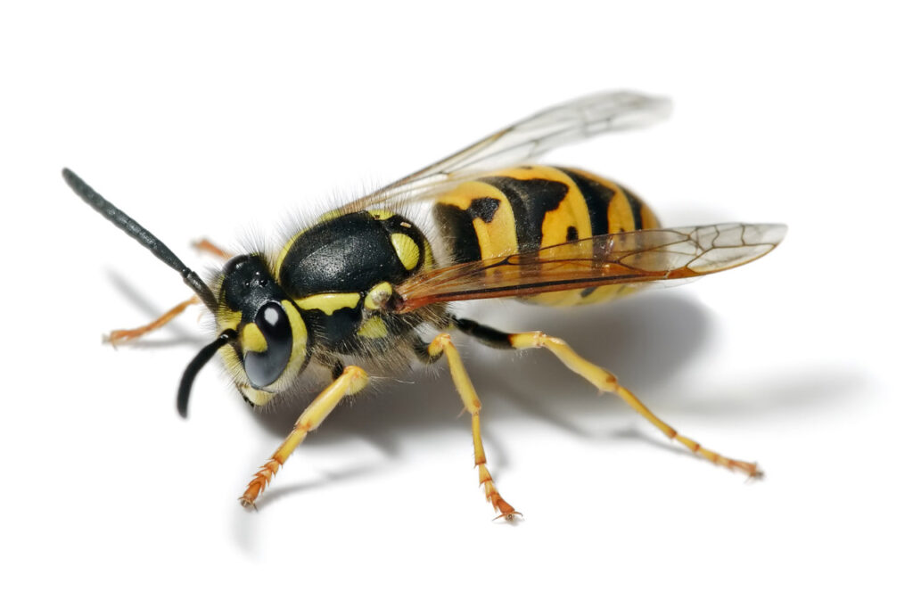 Yellow jackets