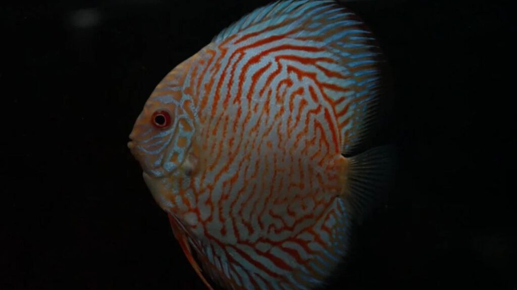 Tiger Turkish Discus