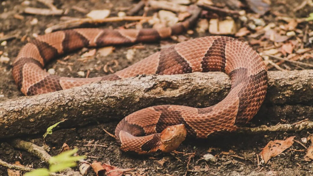 Copperhead in the wild