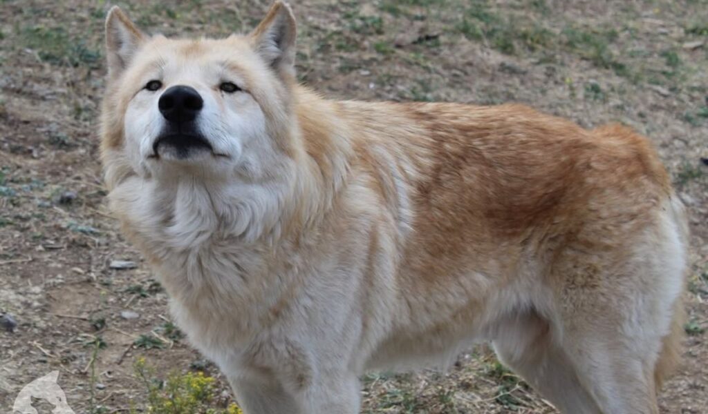Cream-colored Northwestern Wolf standing alert on dry ground.