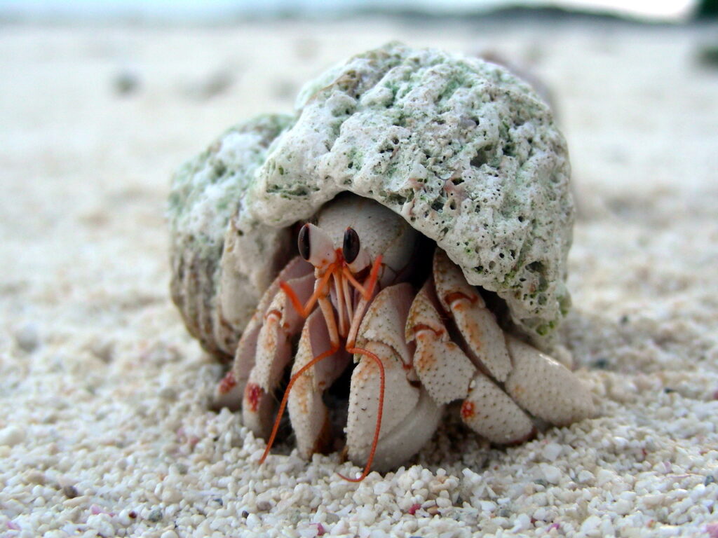 Land Hermit Crab