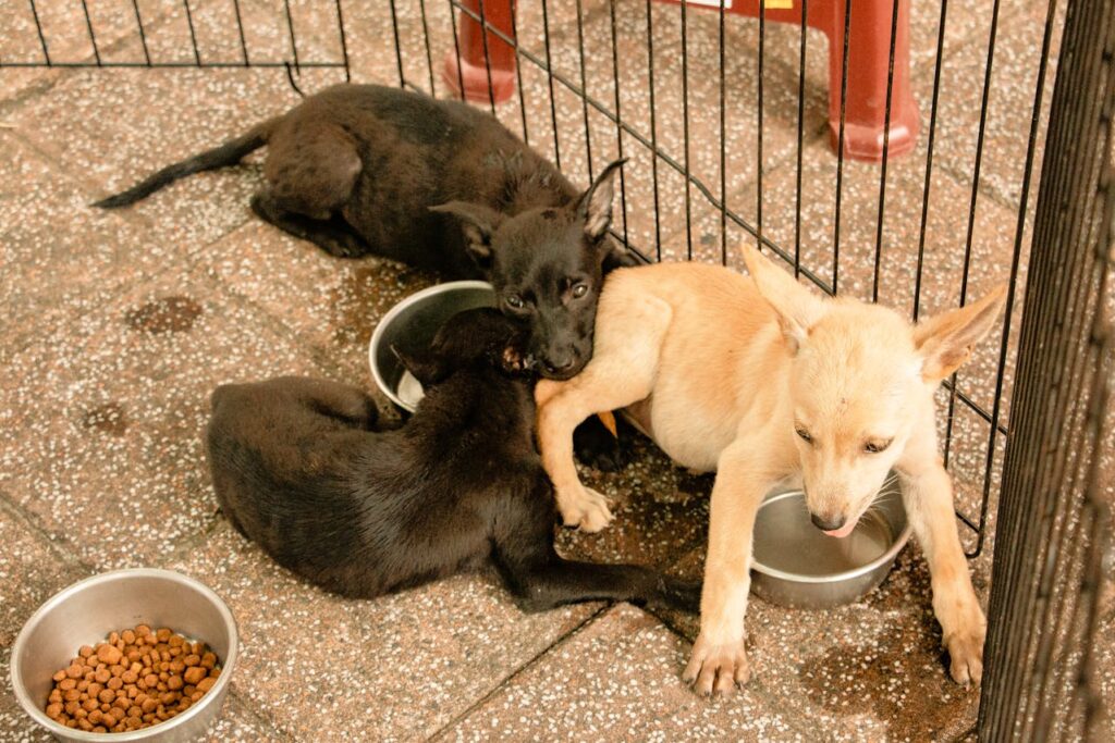 Puppies