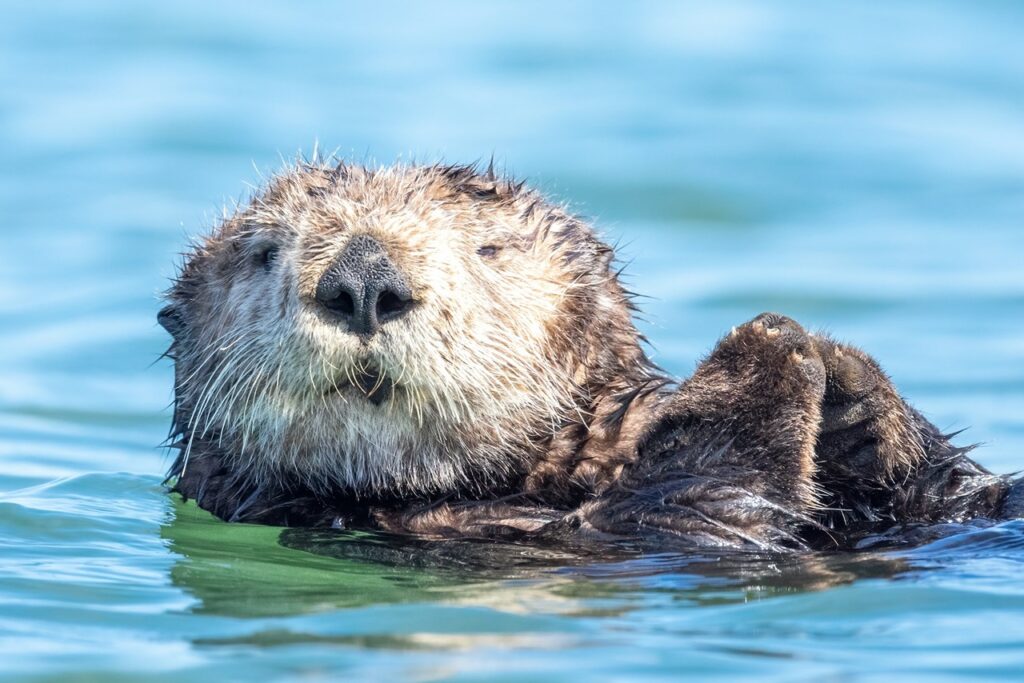 Sea Otter