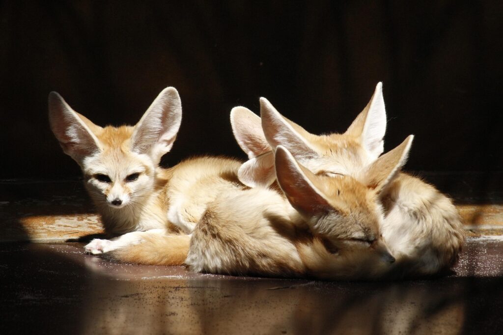 Fennec Foxes resting