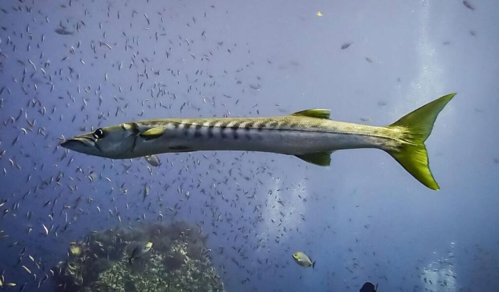 Yellowtail barracuda in open ocean.