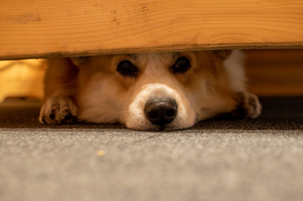 Dog Hiding