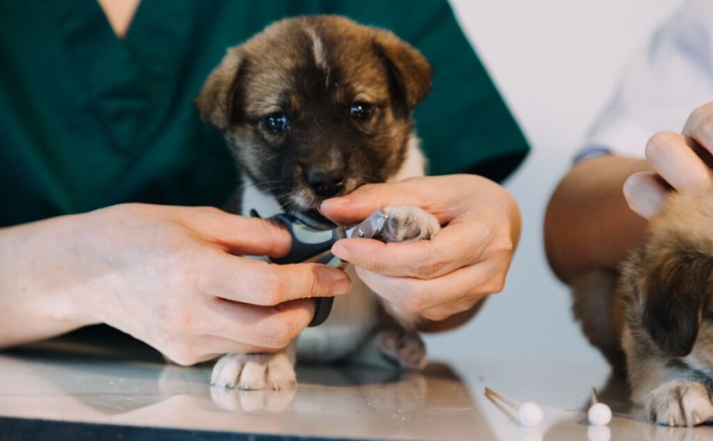 Cosult your vet regularly in case of a puppy