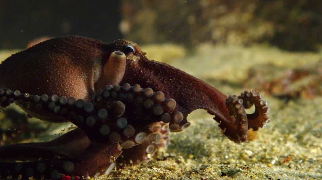 Dark red octopus on sandy ocean floor, arm curled.