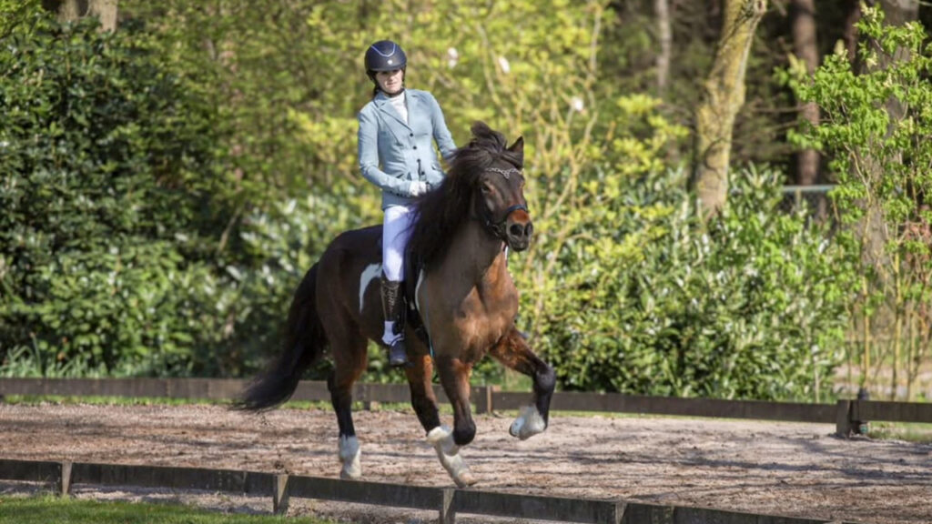 Gaited Icelandic horse galloping