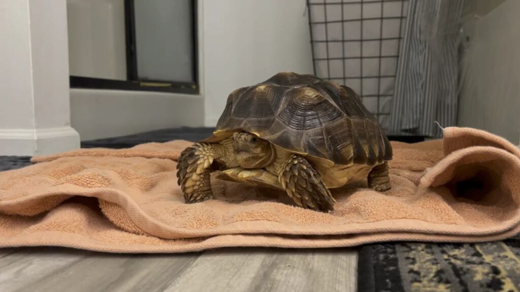 Tortoise Breathing Problem