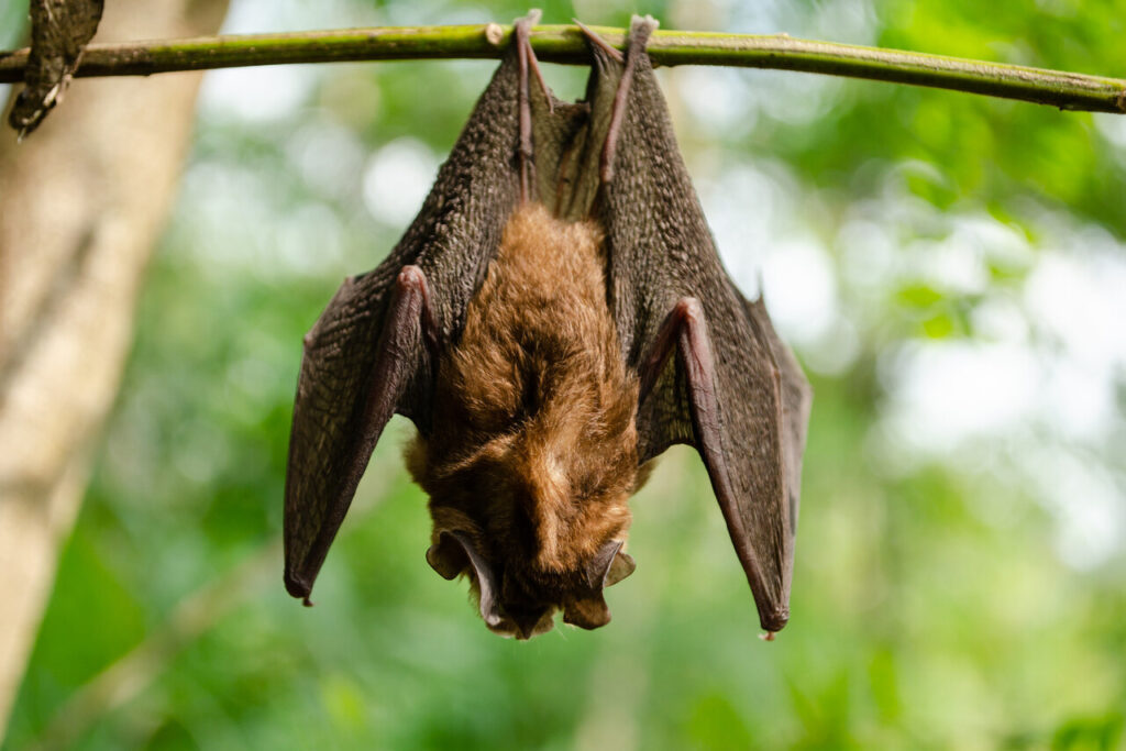 15 Interesting Facts About Bats (And Why They Can't be Pets)
