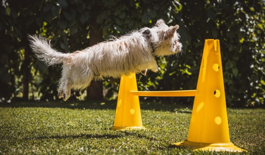 Small dog jumping over a yellow agility bar.
