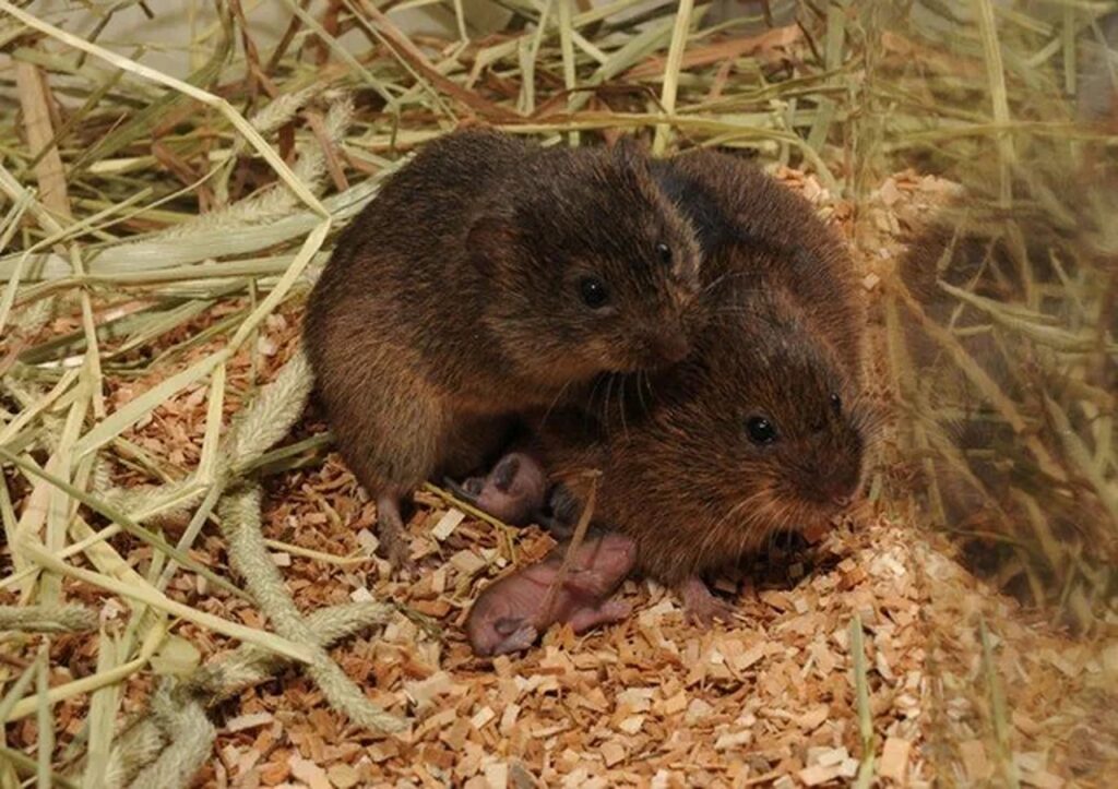 Prairie Voles